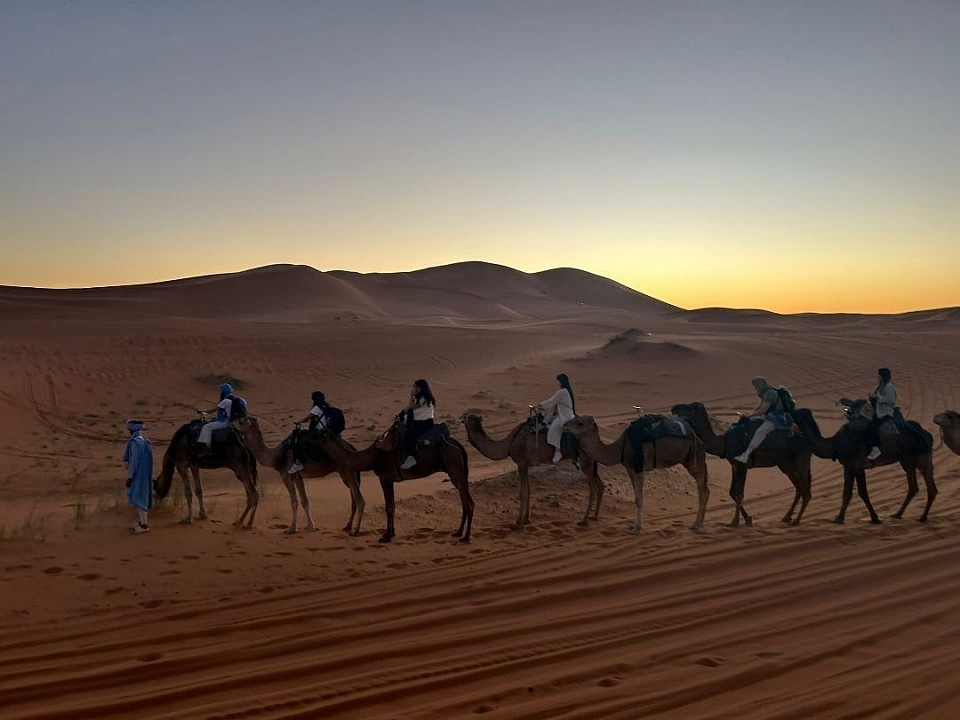 camels in the desert